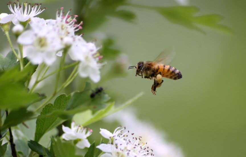 Apis mellifera?